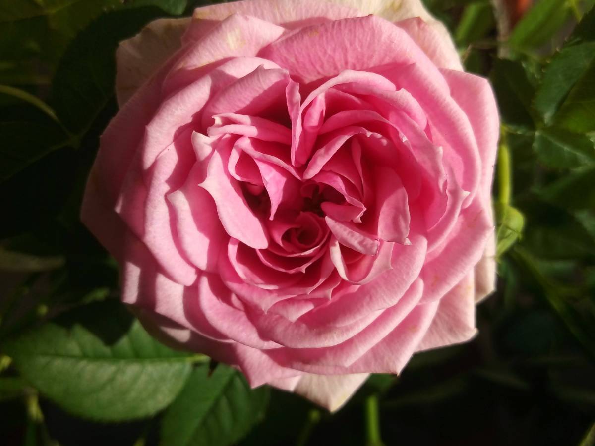 Passaggi Evolutivi: Fare Pausa e Fare Ordine