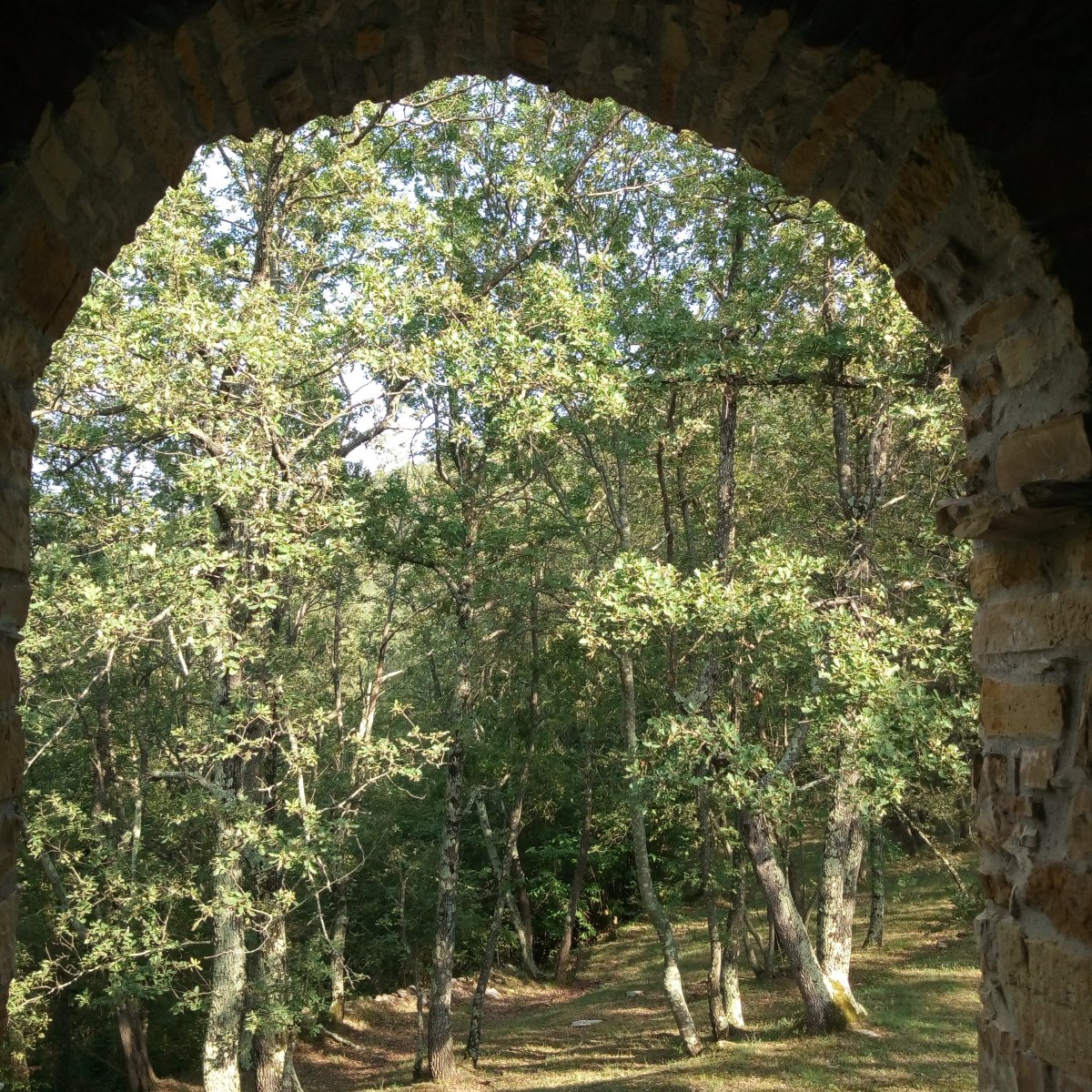 La Tela della Luna: il Bosco della Solitudine