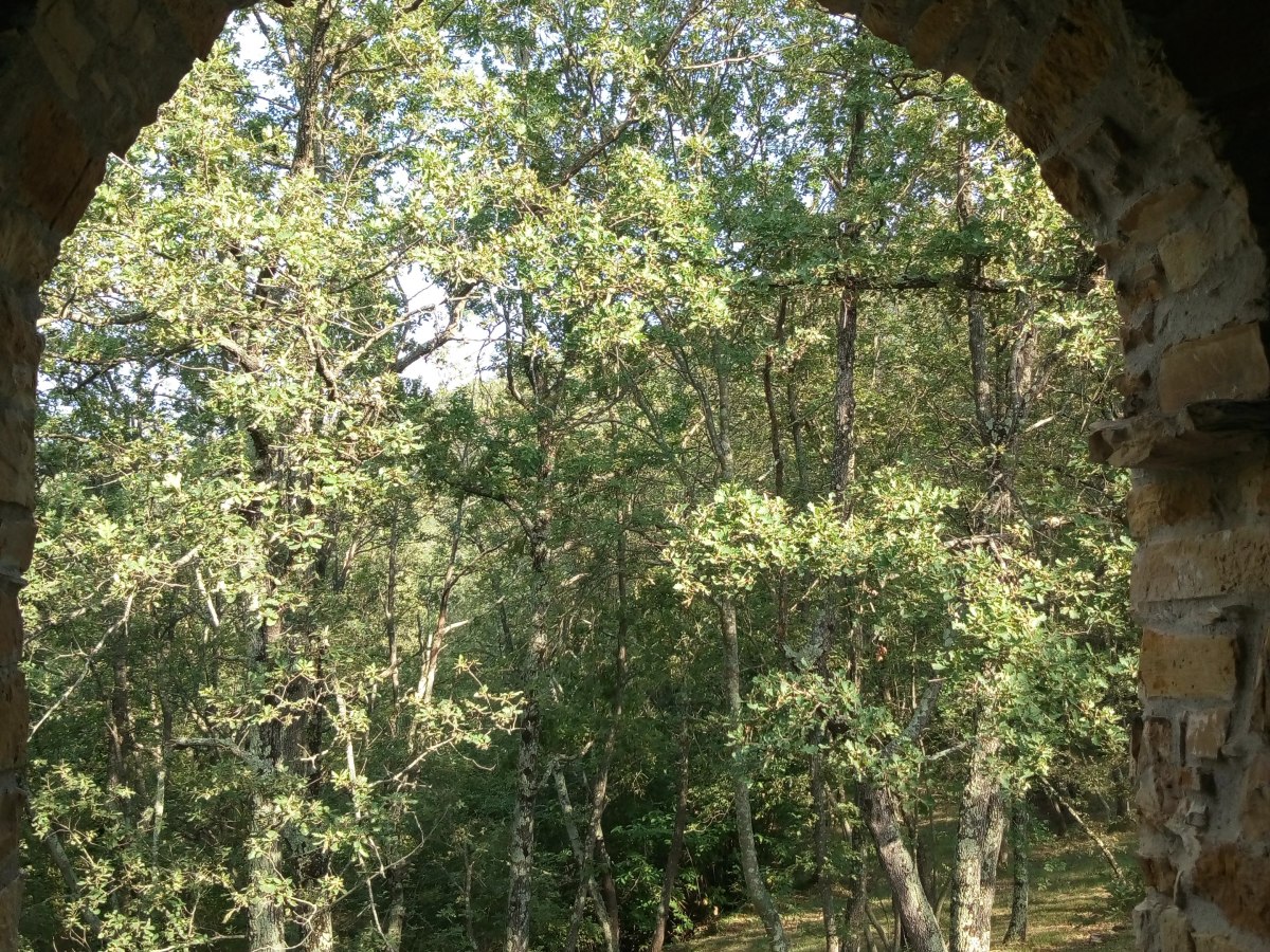La Tela della Luna: il Bosco della Solitudine